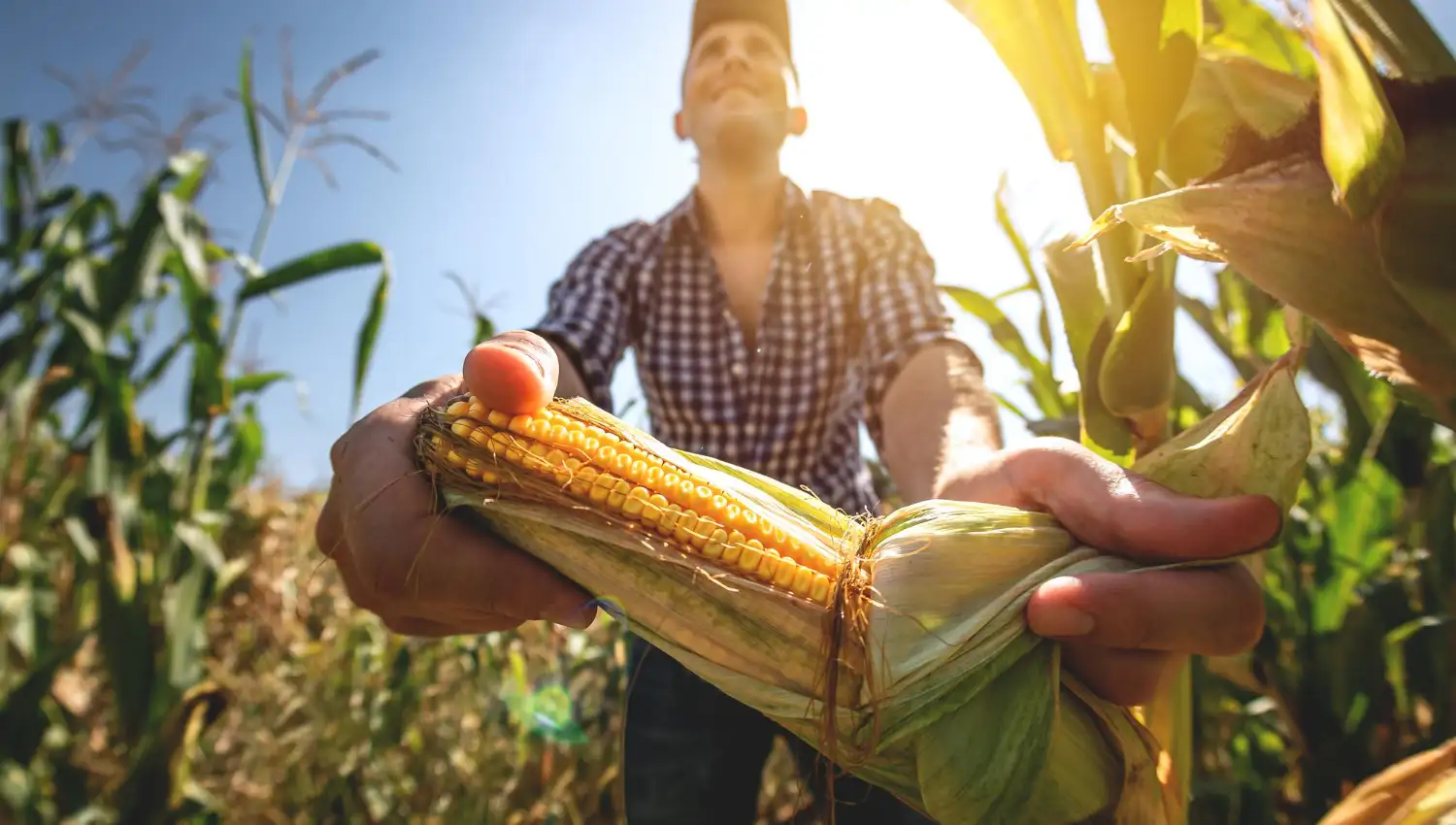 Investindo no Futuro: Como a Letra de Crédito do Agronegócio Pode Ser Uma Opção